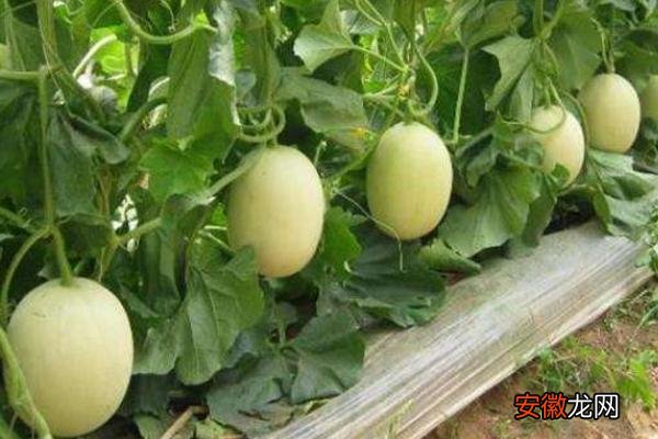 【月份】露地甜瓜种植技术 甜瓜最晚几月份种植