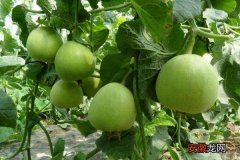 【月份】露地甜瓜种植技术 甜瓜最晚几月份种植