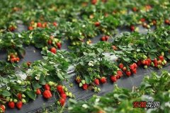 【栽培】草莓立体栽培技术 草莓种子的种植方法