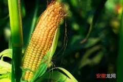 【多】玉米多少天成熟 玉米怎么种才能高产