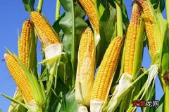 【玉米】玉米追肥的最佳时间 玉米化控最佳时间