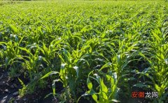 【多】玉米一亩地用多少化肥 玉米施什么肥最好