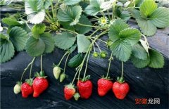 【种植】牛奶草莓的种植技术