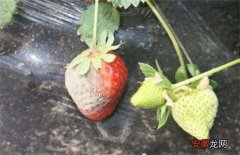 【原因】草莓烂果的原因及解决方法