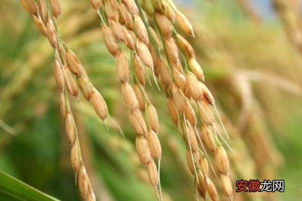 【施肥】水稻施肥、打药、打虫、晒田时间表 杂交水稻为什么不能留种