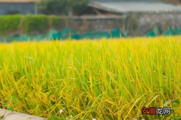 【施肥】水稻施肥、打药、打虫、晒田时间表 杂交水稻为什么不能留种