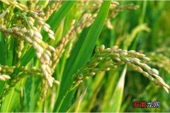 【水稻】水稻复合肥哪种比较好 水稻追肥的最佳时间