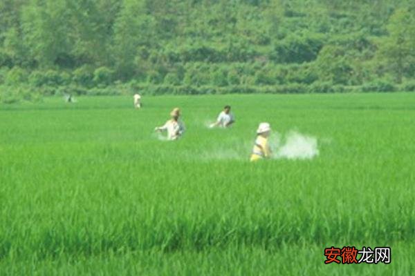 【水稻】水稻复合肥哪种比较好 水稻追肥的最佳时间