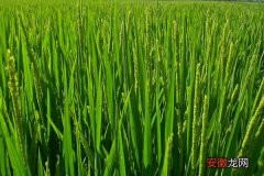 【作用】硅肥对水稻的作用是什么 钾肥过多对水稻危害是什么
