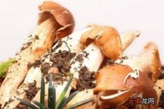 【注意事项】斗鸡菇怎么种 斗鸡菇种植技术与注意事项