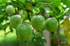【种植】百香果怎么种 百香果种植技术与注意事项
