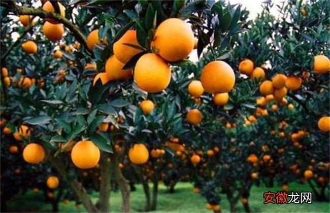 【修剪】柑橘树修剪原因