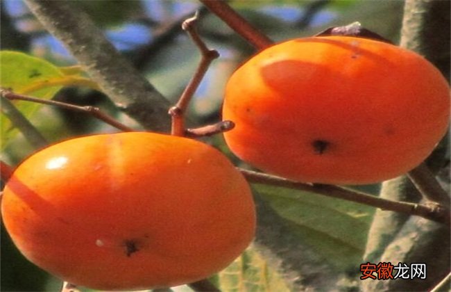 【树】柿子树常见虫害