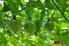 【方法】百香果用什么土种最好 百香果的载培方法