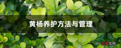 【养护方法】黄杨养护方法与管理