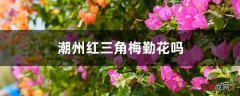 【花】潮州红三角梅勤花吗