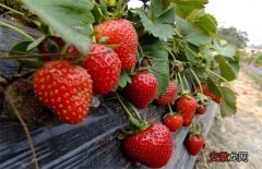 【草莓】草莓对环境条件的要求
