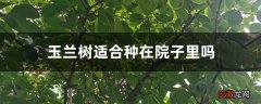 【树】玉兰树适合种在院子里吗