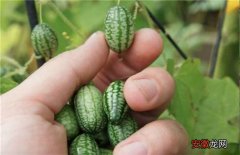 【种植】拇指西瓜种植方法
