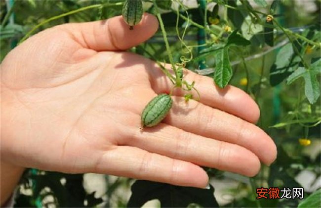 【种植】拇指西瓜种植方法