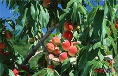 【桃树】桃树套袋后的果园管理