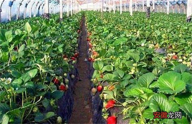 【种子】草莓种子该怎么种植