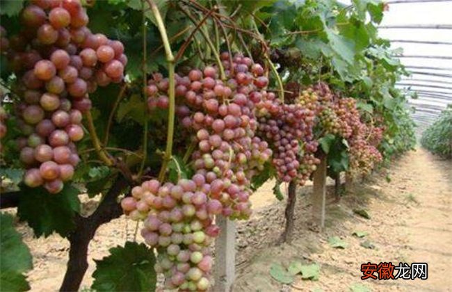 【栽培】葡萄的栽培技术要点