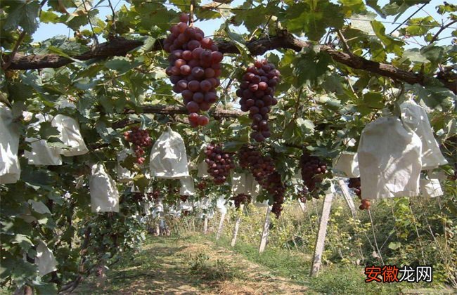【栽培】葡萄的栽培技术要点