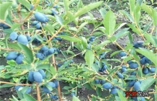 【种植】蓝靛果的种植技术