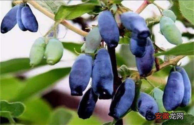 【种植】蓝靛果的种植技术