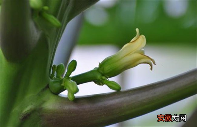 【花】木瓜的花期管理技术