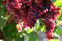 【葡萄】红玫瑰葡萄怎么种 红玫瑰葡萄种植技术与注意事项