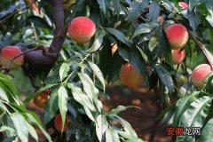 【成熟】久保桃什么时候成熟 久保桃产地在哪里