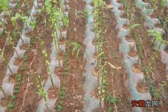 【种植】豌豆怎么种 豌豆种植技术与注意事项