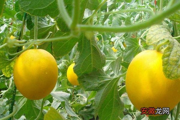 【注意事项】黄河蜜瓜怎么种 黄河蜜瓜种植技术与注意事项