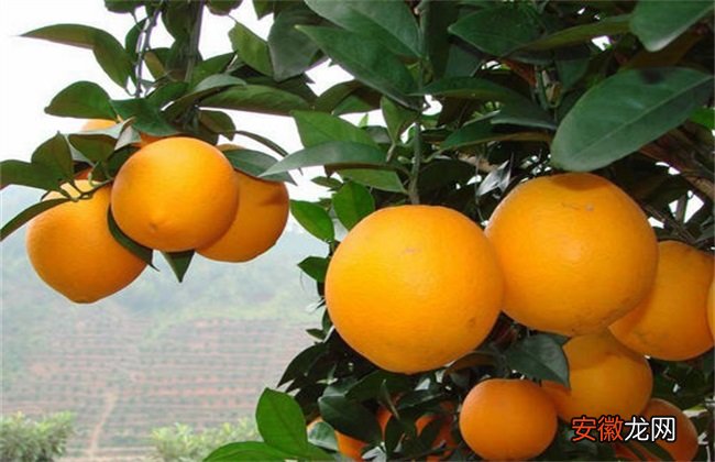 【橙】脐橙的田间管理技术