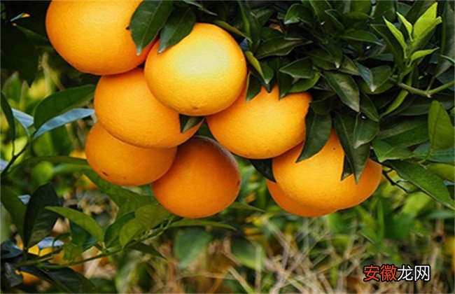 【橙】脐橙的田间管理技术