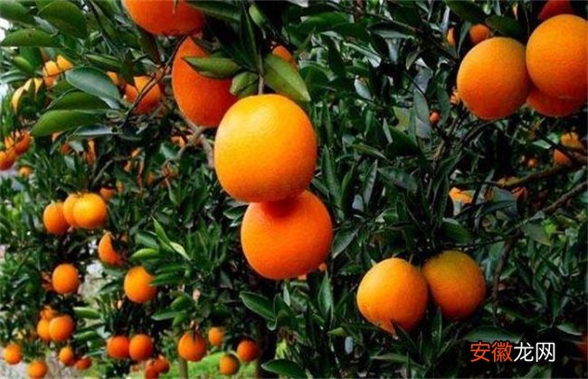 【橙】脐橙该怎么种