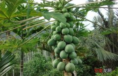 【种植】番木瓜的种植方法