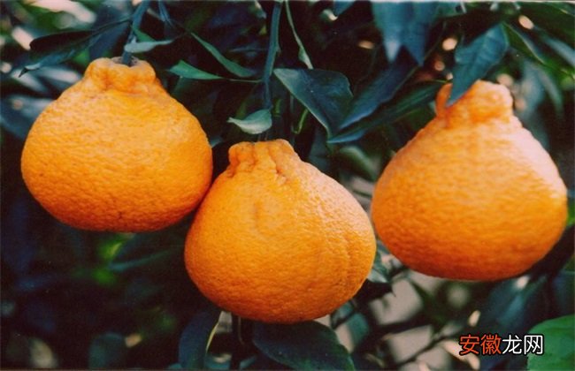【种植方法】丑橘的种植方法