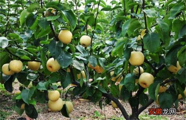 【梨子】梨子种植的果园管理