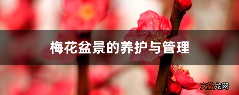 【花盆】梅花盆景的养护与管理