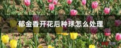 【开花】郁金香开花后种球怎么处理