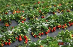 【草莓】草莓水肥管理技术