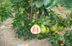 【种植】种植红肉蜜柚的管理要点
