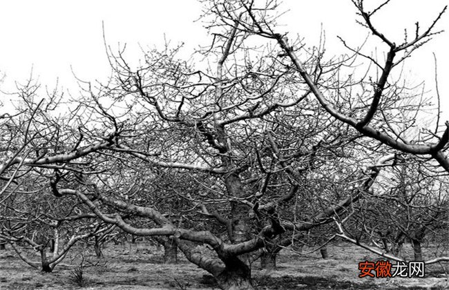 【苹果树】苹果树越冬防寒措施