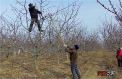 【苹果树】苹果树冬季修剪技术