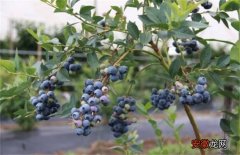 【扦插】蓝莓扦插繁殖技术