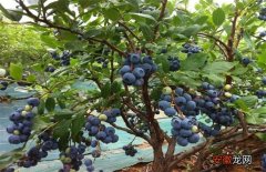 【种植】蓝莓种植的注意事项