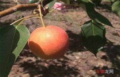 【生长】南果梨的生长环境